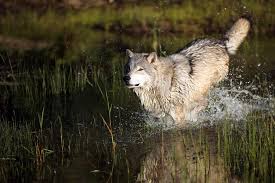 Bernard's wolf (Canis lupus bernardi) † It was...