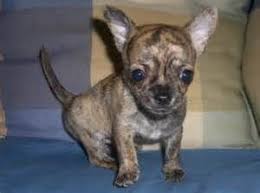 Blue Brindle Chihuahua Chihuahua Puppies Chihuahua Chihuahua Love
