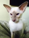 CANDI DASA CATTERY - siamese4u