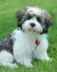 29 Best Apartment Dogs For Small Spaces Dogtime Lhasa Apso Puppies Havanese Puppies Cute Cats And Dogs
