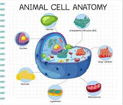 Maybe you would like to learn more about one of these? Centrioles Images Free Vectors Stock Photos Psd