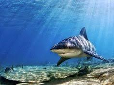 He wanted to know whether there's any science backing the notion that bull sharks, carcharhinus leucas, have extraordinarily high testosterone levels and might thus be usable as a source for legally. 60 Sharks Ideas Shark Ocean Creatures Ocean Life