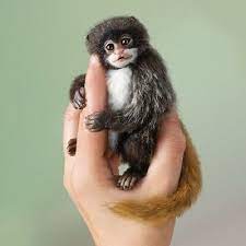Pin On Polymer Clay Monkey Tutorials