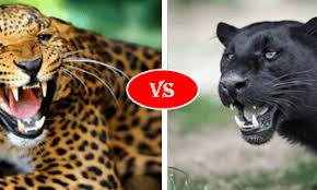 No animals were harmed during the making of. Jaguar Vs Panther Fight Comparison Difference Who Will Win