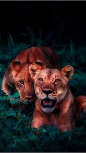 Jul 03, 2021 · in an extract from her new book, ms banks alleges an unnamed coalition minister slid his hand up her inner thigh during a function at parliament house, around a year after she was elected in 2016. Retro Lion Wallpapers 4k Hd Retro Lion Backgrounds On Wallpaperbat