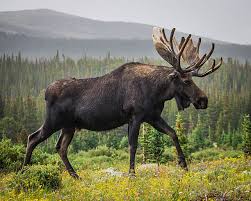Image result for moose