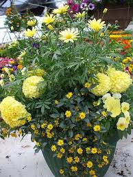 I attended an outdoor container gardening lecture at the boston flower and garden show and thought i'd share tips on how to create a basic planter. Yellow Monochromatic Low Maintenance Planter Container Flowers Container Gardening Flowers Garden Containers