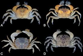 Image result for Brachystephanus