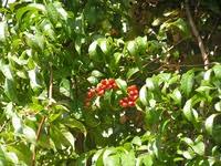Image result for Tetracera alnifolia