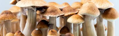 Image result for Psilocybin