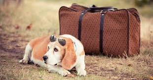 Appointments are available from 9:30 a.m. 5 Alternatives To Boarding Your Dog In Kennels Or Your Cat In Catteries