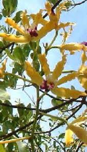 Image result for Vernonia thomsoniana