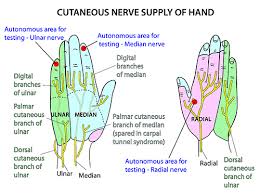 Instant Anatomy Upper Limb Nerves Skin Dermatomes