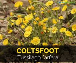 The flower is similar in appearance to a dandelion and forms a similar fluffy white seed head. Coltsfoot Facts And Health Benefits