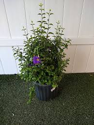 Image result for Thunbergia erecta