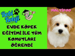 Animasyon Filmleri Kopek Sahiplenme Ve Duygusal Anlar Youtube
