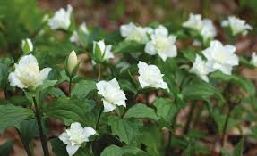 Species or Cultivar—Will It Make a Difference?