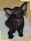 Dobby Black Oriental Shorthair