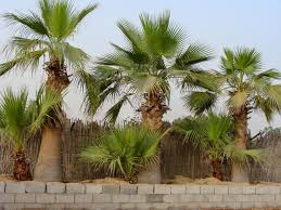 Image result for Washingtonia