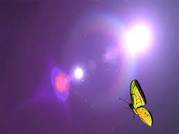 Kupu kupu gambar serangga alam hewan desain sayap musim semi dekorasi latar belakang 243 278 54. 10 Ide Flowers Rose Gif Animasi