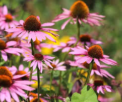 Image result for Echinacea purpurea `Magnus`