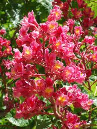 However, in the right location such as a. Red Horsechestnut Facilities