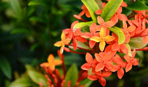 Check spelling or type a new query. 8 Macam Tanaman Hias Beserta Contoh Dan Penjelasannya Bibit Online