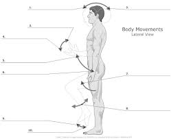 Body Movements Lateral Unlabeled L Jpg 846 690 Medical Anatomy Anatomy Anatomy Class