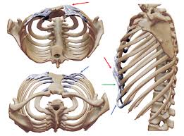 5 according to doctors from the victoria state government, other symptoms of painful rib cage muscle injuries can include: Rib Flare Pectus Clinic