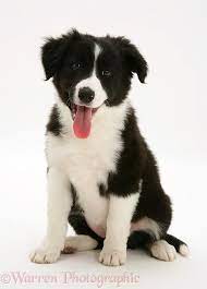 Dog Black And White Border Collie Pup Photo White Border Collie Border Collie Puppies Border Collie