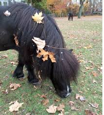 Check spelling or type a new query. Adopt A Pet Com Blog How Much Does It Cost To Own A Horse Adopt A Pet Com Blog