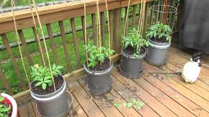 Pole beans wind themselves around poles so. Staking Caging And Mulching Large Container Tomatoes The Rusted Garden 2013 Youtube
