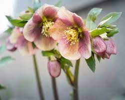 It is okay if the flower bud is. How To Grow Hellebores