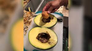 Image result for Avocado HiLite 1983 Crown