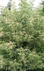 Hausbaume Fur Kleine Garten Haus Baume Kleine Gartenbaume Baumgarten