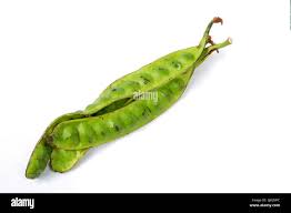 Image result for Parkia