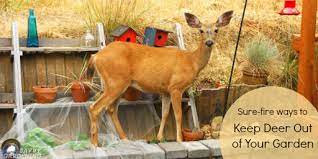 Natural spray to keep animals away from vegetable plants. Deer Proof Gardens 4 Sure Fire Ways To Keep Deer Out Of Your Garden