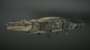 Nile Crocodile Swimming By Monster In 2020 Nile Crocodile Crocodile Nile