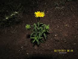 Image result for Jamesbrittenia micrantha