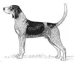 Check spelling or type a new query. Breed Standards Bluetick Coonhound United Kennel Club Ukc
