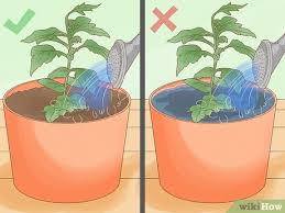 My new cheap diy indoor grow chamber for warm growing orchids and lowland carnivorous plants. 4 Ways To Care For Mums Wikihow