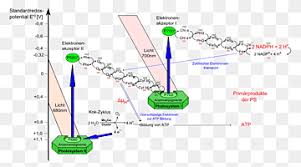 The protein complexes and the pigment molecules help in the production of nadph and atp. Light Dependent Reactions Synthesis System Ii Linear Light Biology Electron Light Png Pngwing