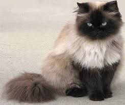 Because their fur is too long and dense for them to maintain. Persian Cat Animal Lovers Picture Himalayan Cat Cats Himalayan Kitten