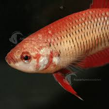 1200 x 809 jpeg 93 кб. Female Siamese Betta Bettas Aquarium Industries