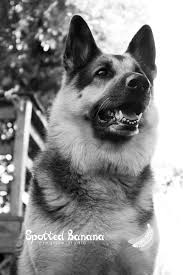 Black And White Spotted Shepherd Dog High As The Sky Black And White From A Small Dogs Point Of View Photographer Karleigh Potemry Spotted Banana Creative S German Shepherd Dogs Shepherd Dog