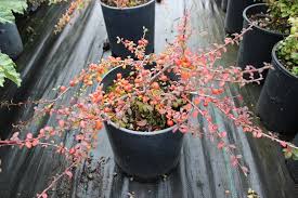 Image result for Cotoneaster