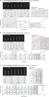 Animals can vary enormously in size, but they're alike in at least one way. Mechanistic Origin Of Cell Size Control And Homeostasis In Bacteria Biorxiv