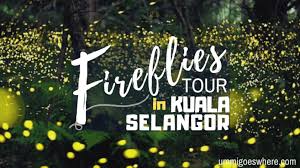 Firefly, one of the fascinating beetle that abound in malaysia at one time and is now fast disappearing due to the fast pace of cruising along the river. Watching Fireflies In Kuala Selangor A Quick Guide Ummi Goes Where