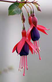 Glasgow Fuschia I Only See This Flowere In My Dream In 1995 But In 2003 When My Friends And I Drove To Houston Fuchsia Flower Unusual Flowers Pretty Flowers