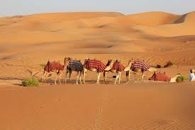 Photo of a camel in the thar desert. Camel The Ship Of Desert Steemit